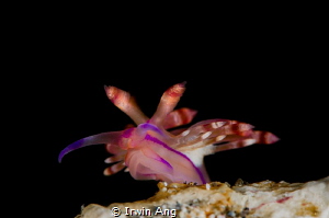 F L Y I N G 
Nudibranch (Flabellina exoptata)
Anilao, P... by Irwin Ang 